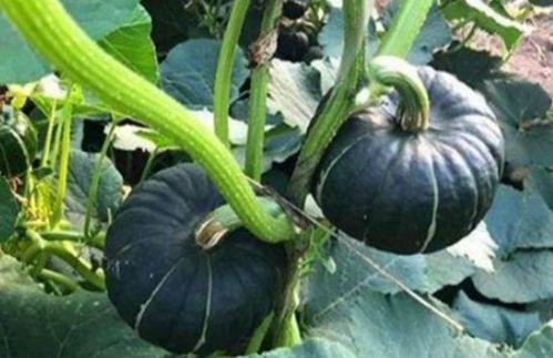 网红小视频吃瓜免费,免费福利等你来拿! 第3张 网红小视频吃瓜免费,免费福利等你来拿! 第3张